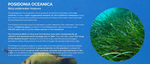 Load image into Gallery viewer, Marine Plasma Drinkable Structured Sea Water