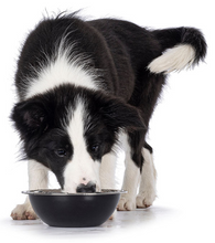 Load image into Gallery viewer, Complete Canine Electrolytes
