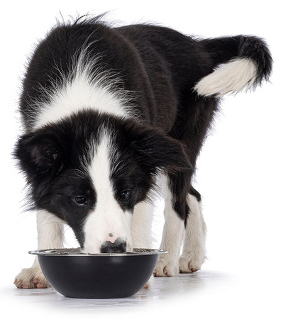 Complete Canine Electrolytes